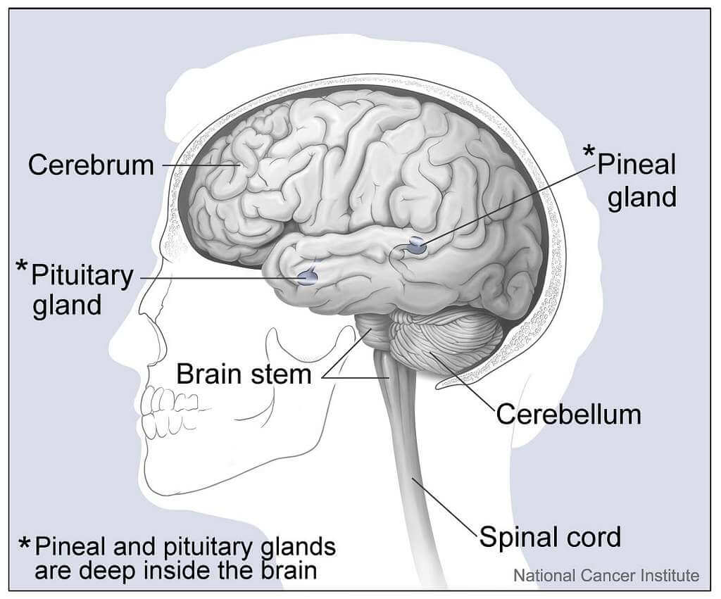 Brain-Structure