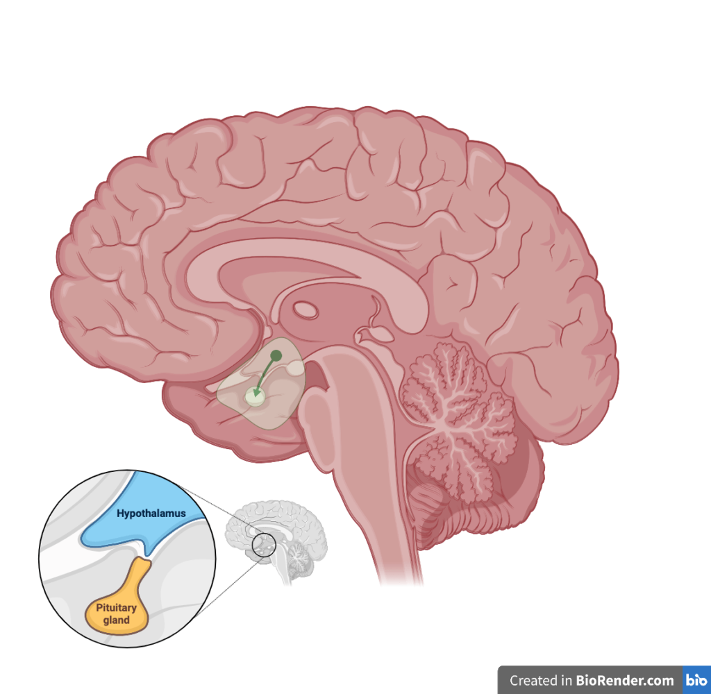 Pituitary-Gland-Location