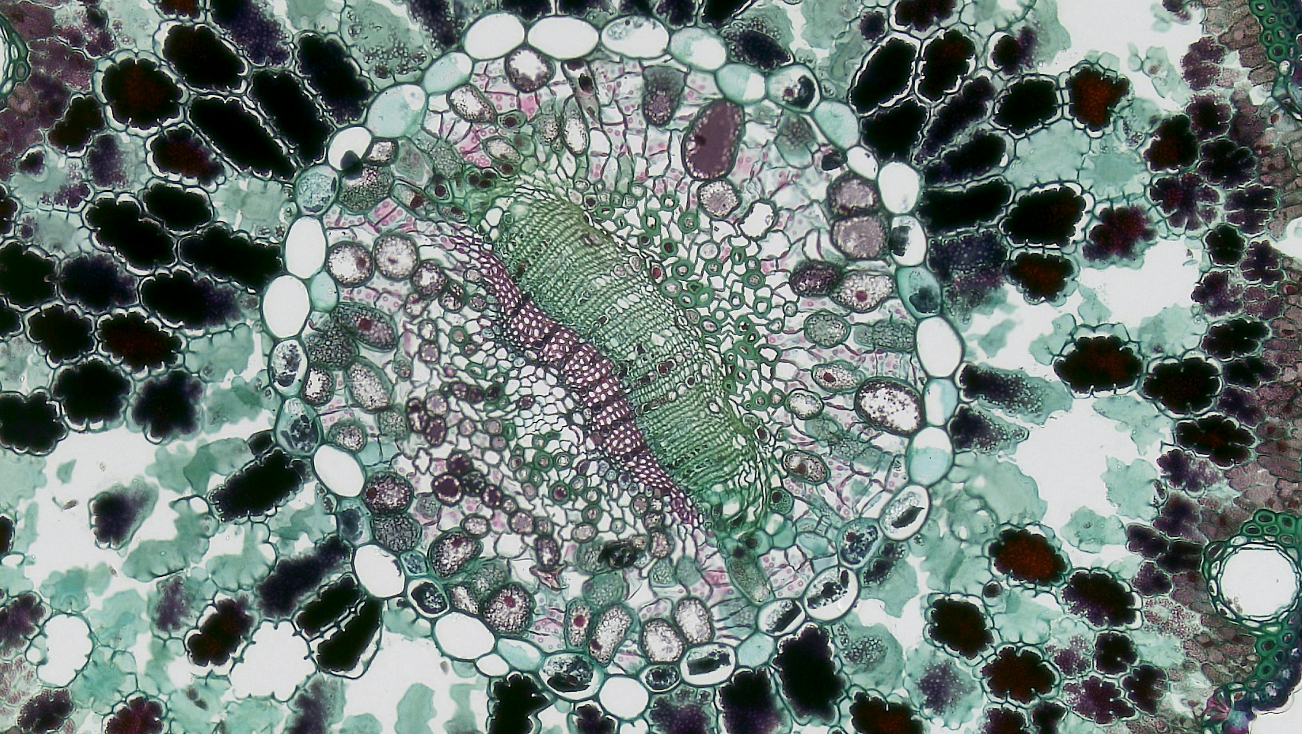 Cell Seen Under Microscope